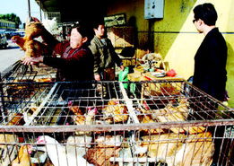 市民购买鸡鸭鹅须先查免疫证 家禽安全新举措