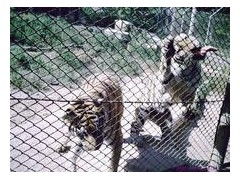 优质包塑勾花围栏 家禽养殖的最佳防护选择