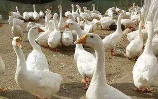 家禽的定义与常见种类