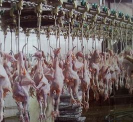 诸城市福瑞达机械厂 打造高效、卫生、智能的大型家禽屠宰生产线