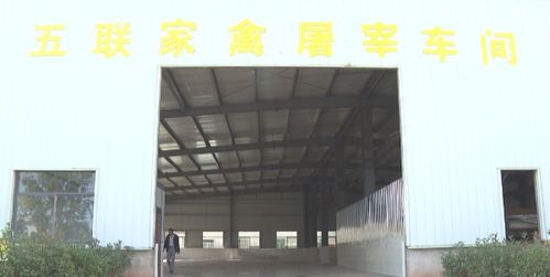 砚山县首个家禽屠宰厂正式投入使用，助推家禽产业升级