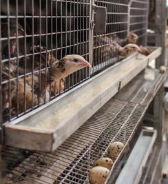 有机农场的新鲜鸡蛋 健康早餐与自然馈赠