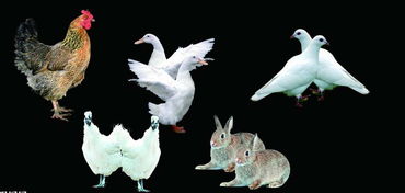 梦见家禽与自家饲养动物的寓意解析