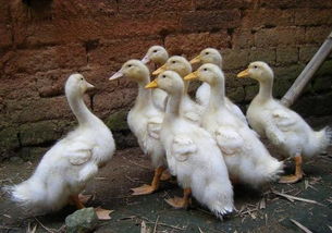 家禽春季常见寄生虫病及其防治方法