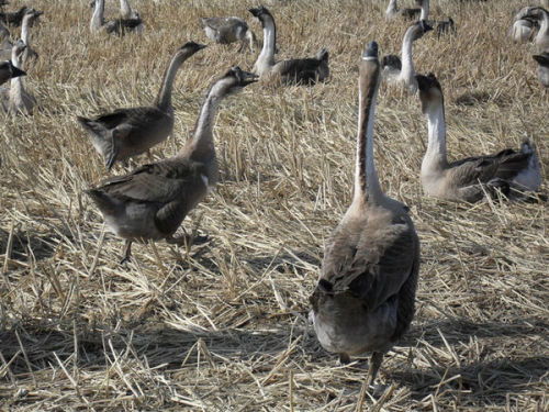 白沙狮头鹅 家禽中的珍稀瑰宝