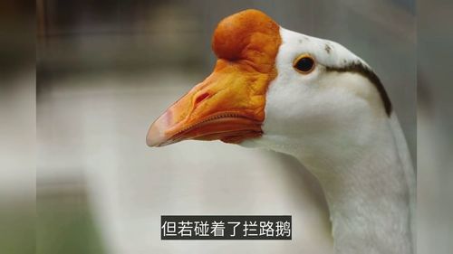 史上最强家禽 称王称霸终成土豆炖肉