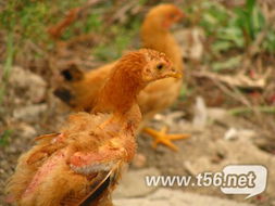 家禽作业 现代养殖业的基石