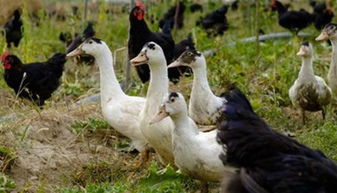 家禽齐上阵 当“中国吃货”也无能为力时的新策略