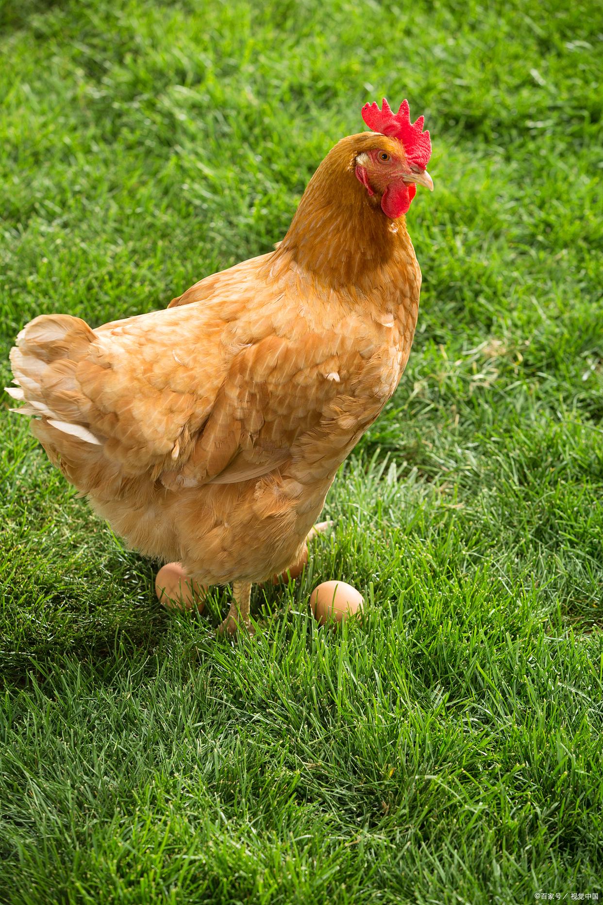 家禽新城疫的临床症状、诊断与综合防治策略