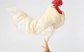 家禽翘楚 鸡的驯化、文化角色与现代养殖