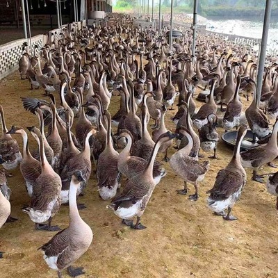 狮头鹅鹅苗 家禽养殖中的珍稀瑰宝