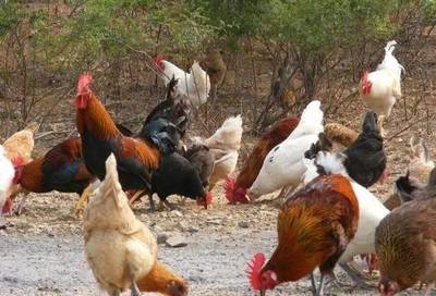 养鸡行业正走向“两极化”！谁将胜出？