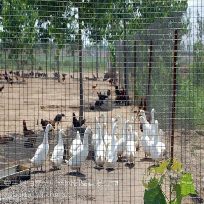 家禽养殖 从入门到精通的科学指南